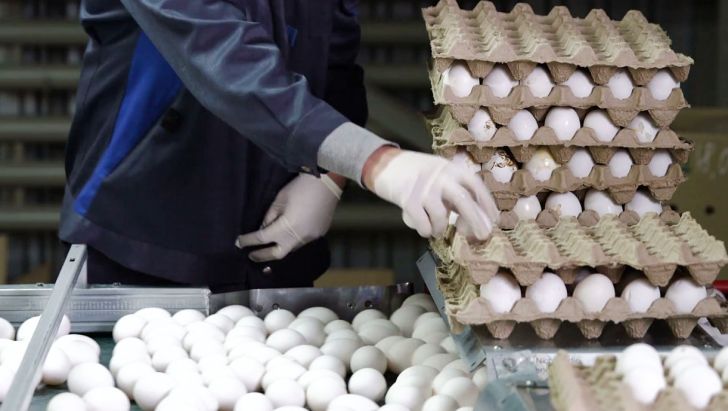 قیمت تخم مرغ از قیمت مصوب کمتر است