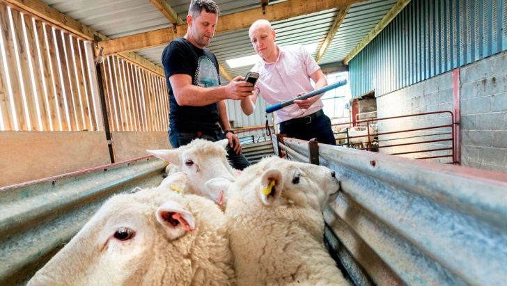 پرورش گوسفند از طریق اپلیکیشن