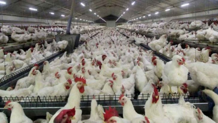 خطر آنفلوانزای پرندگان در کمین مزارع مرغ مادر و تخمگذار