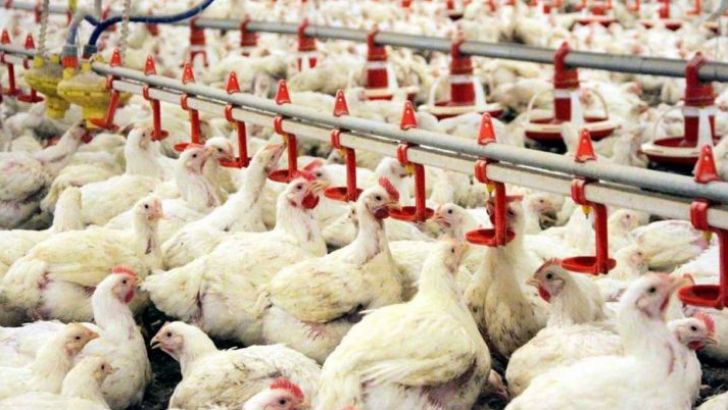 افزایش توان رقابتی مرغ اردبیل در بازارهای جهانی