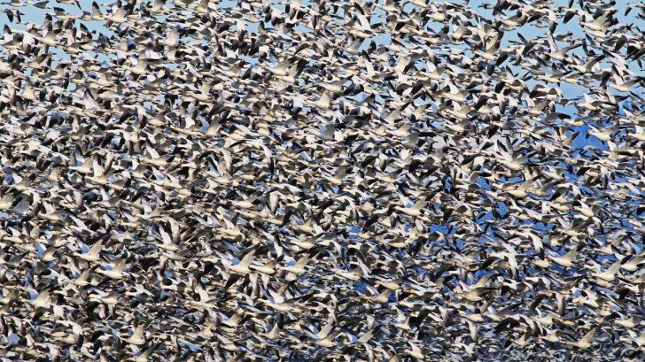 موج جدیدی از بیماری با ورود ۴ میلیون پرنده مهاجر به کشور