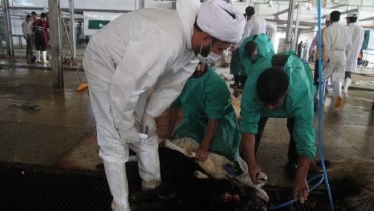 حذف ناظر دامپزشک به بهانه کاهش هزینه‌های واردات گوشت