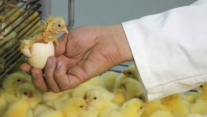 حمایت دامپزشکی از صادرات تخم مرغ نطفه دار