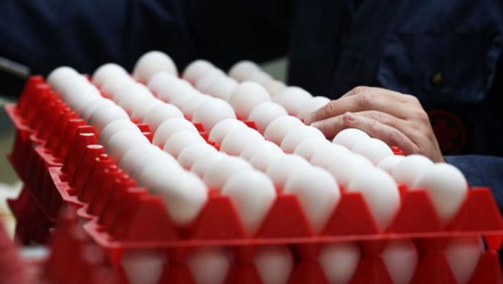 صادرات تخم مرغ محدود است