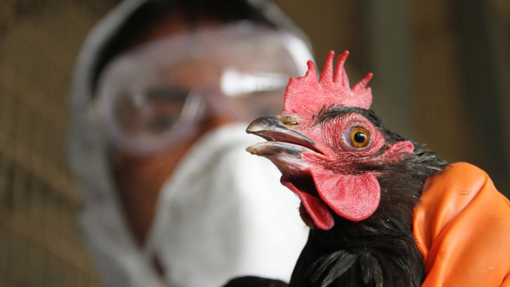 تشدید اقدامات پیشگیرانه برای کنترل آنفلوانزای فوق حاد پرندگان