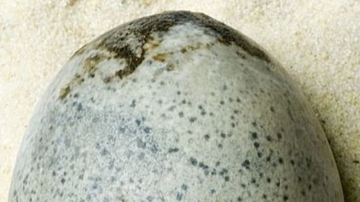 قدیمی‌ترین تخم‌مرغ جهان کشف شد