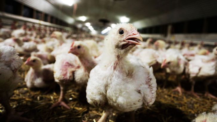۲۷ هزار مرغ در انگلیس به دلیل آنفلوآنزای مرغی معدوم شد