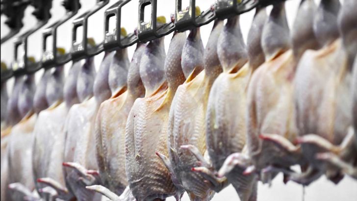  ۶ کشتارگاه طیور آذربایجان‌غربی مجری طرح ارتقای کیفیت گوشت مرغ 
