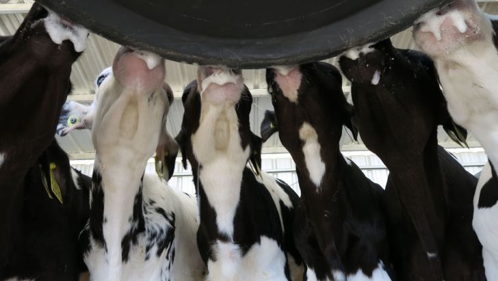 نحوۀ ترکیب صحیح شیر جایگزین برای گوساله