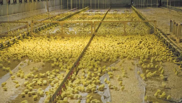 رشد ۱۳ درصدی در جوجه ریزی و تولید گوشت مرغ در ۹ ماه سالجاری