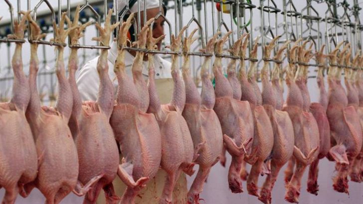 نیمی از مرغ‌های تولیدشده گیلان به دیگر استان‌ها می‌روند