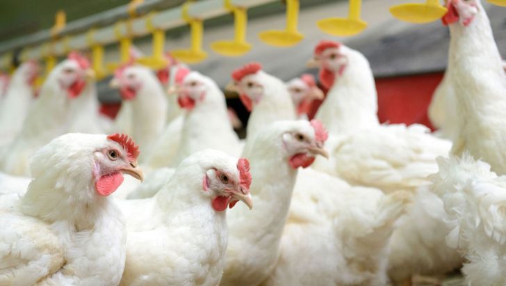 کاهش قیمت مرغ به مرغداران ضرر زد