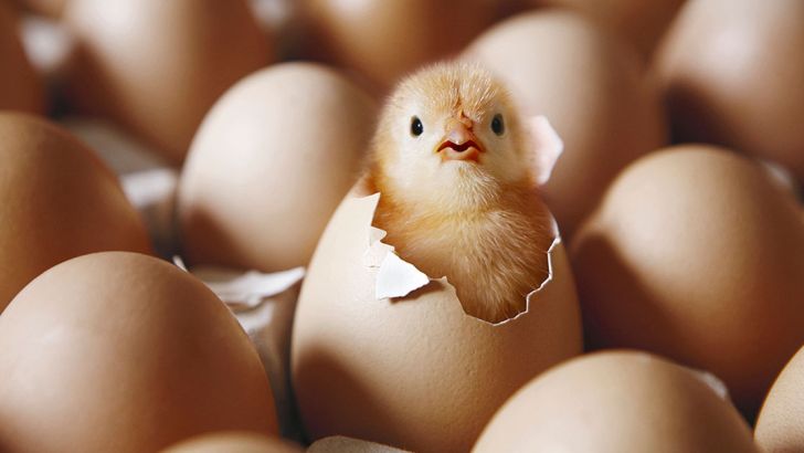 لغو ممنوعیت صادرات تخم مرغ نطفه دار گوشتی و تخمگذار