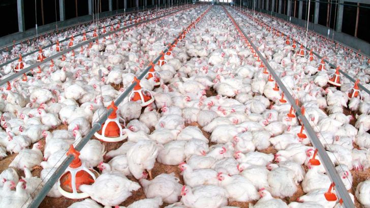 تورم تولیدکننده مرغداری های صنعتی ۱۷درصد کاهش یافت
