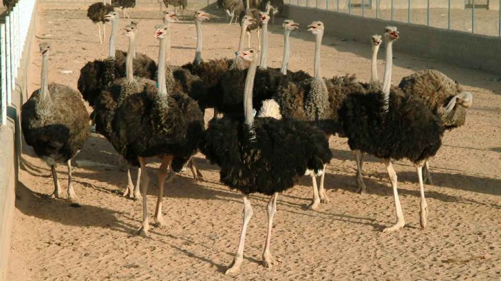 نبود کشتارگاه اختصاصی شترمرغ در استان زنجان