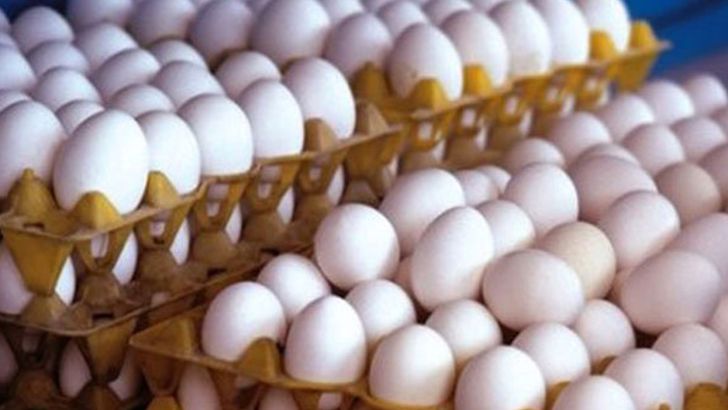 صادرات تخم مرغ نطفه دار گوشتی و تخم گذار آزاد شد
