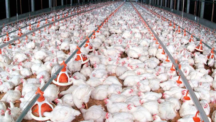 خطر مرگ میلیون‌ها مرغ در مرغداری‌های چین