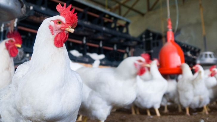 امکان خودکفایی ایران در تولید مرغ لاین با برنامه‌ریزی ۲ ساله