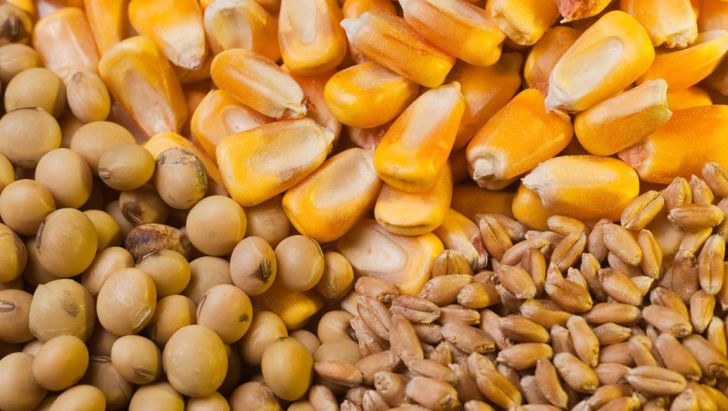 توزیع سیستمی نهاده‌های دامی بدون رفع نواقص، چالش برانگیز است