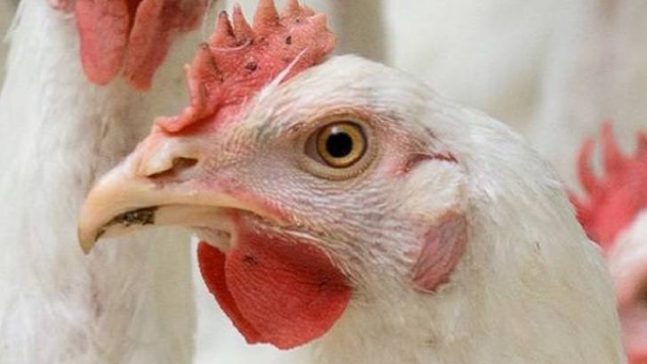 Oman Bans Poultry From Malaysia Vietnam Cambodia Itpnews