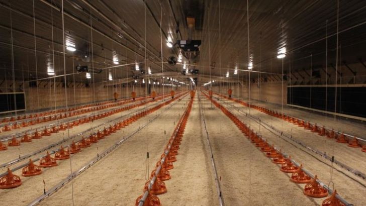 ضد عفونی مرغداری