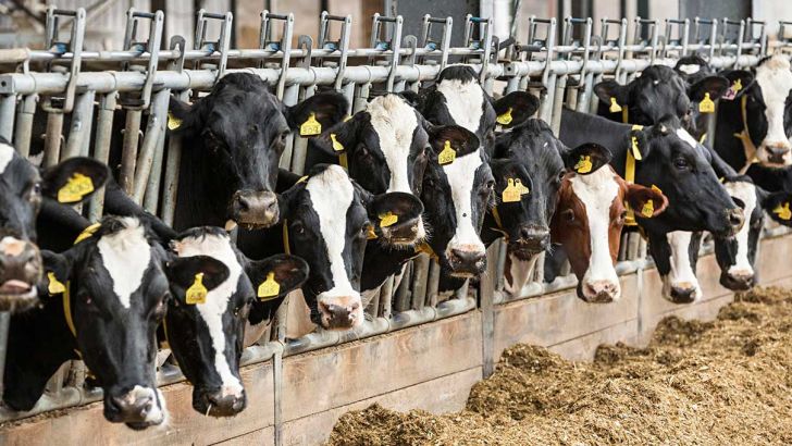 بررسی چالش‌ها و راهکارهای جهش تولید در حوزه دامداری