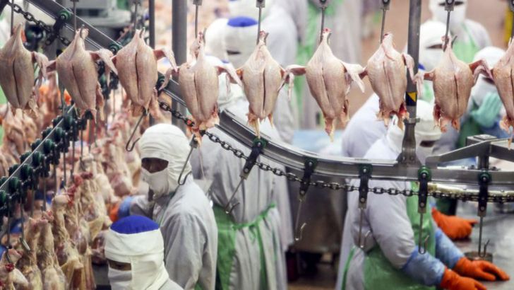 تداوم نگرانی مرغداران خراسان شمالی از روند کاهشی قیمت مرغ