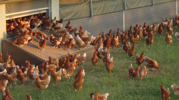 ایالت میشیگان امریکا به مرغداران تا سال 2025 مهلت داده تا مرغ های تخم گذار در قفس نگهداری نشوند!