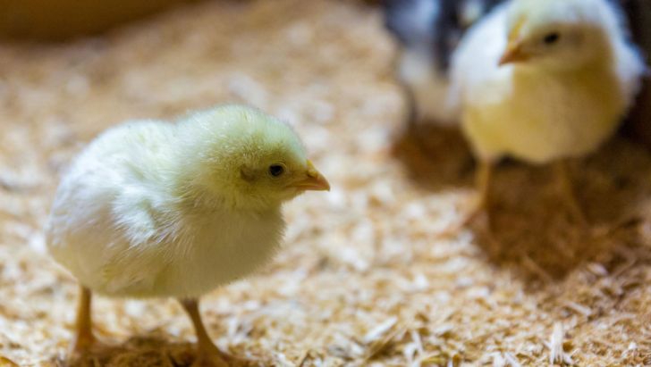 کاهش میزان جوجه ریزی در آذربایجان غربی