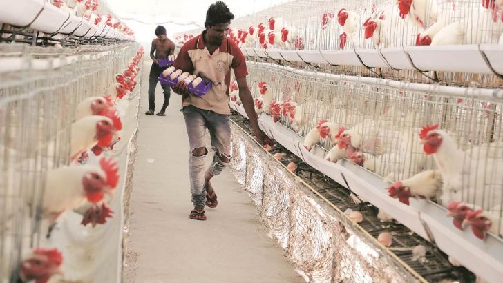 کاهش فروش مرغ در هند به دنبال شایعات کرونا