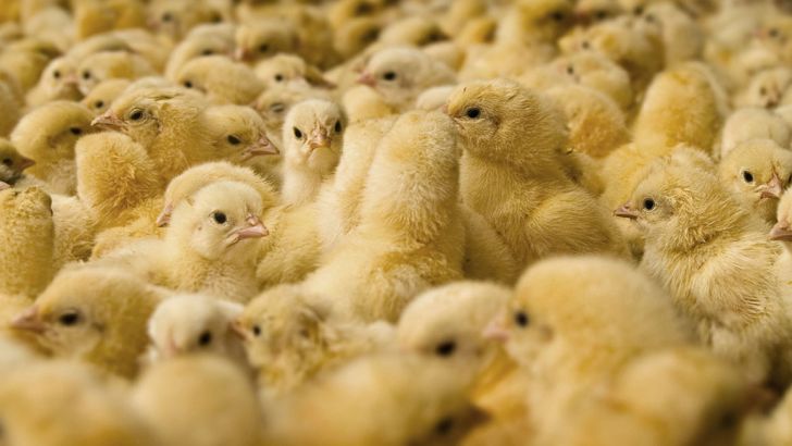 معدوم سازی میلیون‌ها جوجه، مرغ و انواع دام در آمریکا در پی شیوع کرونا