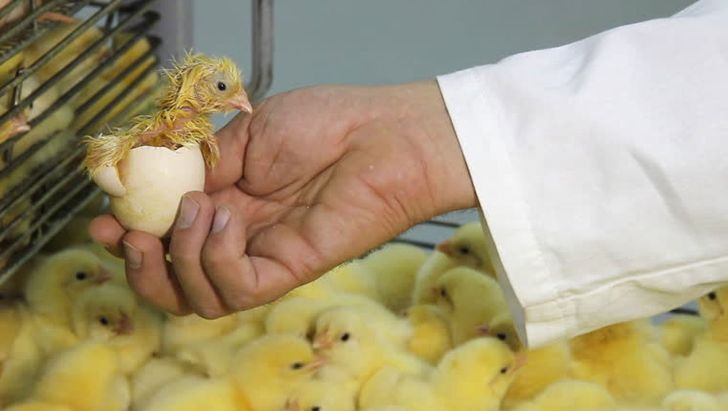 موافقت ستاد تنظیم بازار با جمع آوری ۲۰ میلیون قطعه تخم مرغ نطفه‌دار