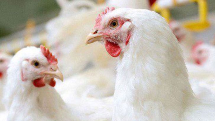 فراهم شدن حمایت ها و مشوق های مناسب سرمایه‌گذاران در بخش تولید گوشت مرغ کشور کنگو