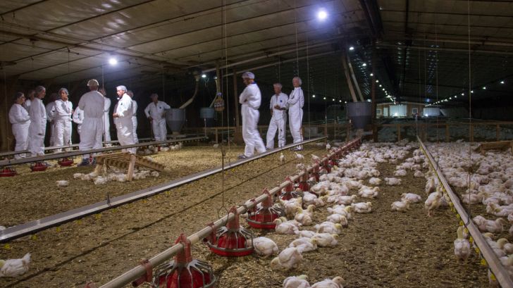 زیان ۱۰ میلیارد ریالی کرونا به صنعت مرغ گلستان