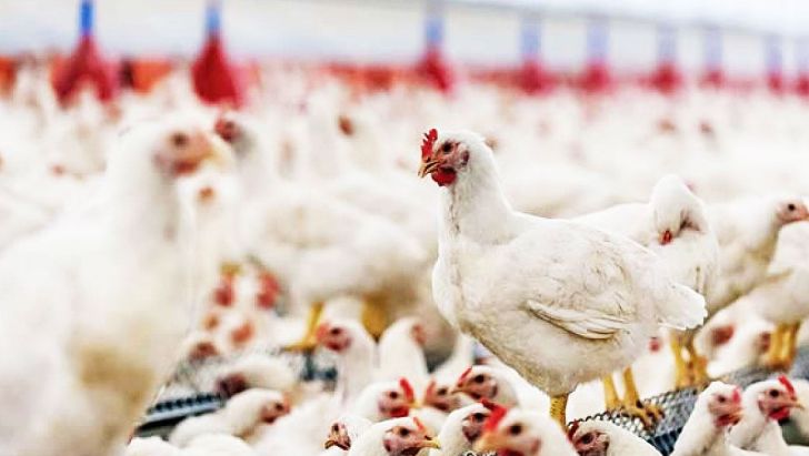 مجوز صادرات مرغ زنده به افغانستان صادر شد