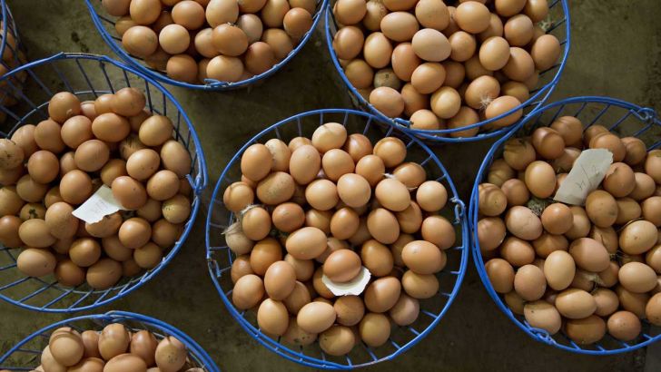 صادرات تخم‌مرغ از شهر قم به کشورهای قطر، عراق و عمان