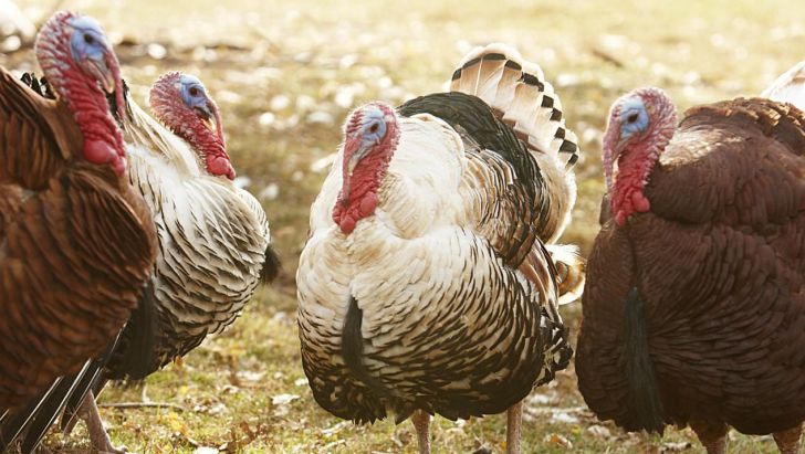 بوقلمون صنعتی نو پا، اما سود آور