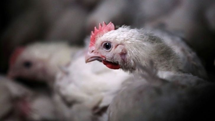 صنعت مرغ در کشور دچار ورشکستگی شده است