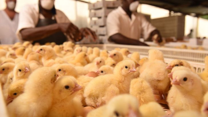 بالا رفتن قیمت مرغ نتیجه عدم جوجه ریزی در استان‌های جنوبی است