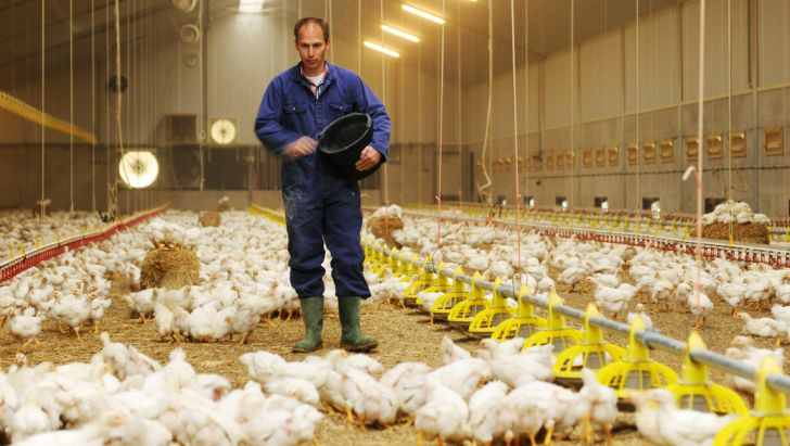 وررشکستگی مرغداران با نرخ‌های دستوری