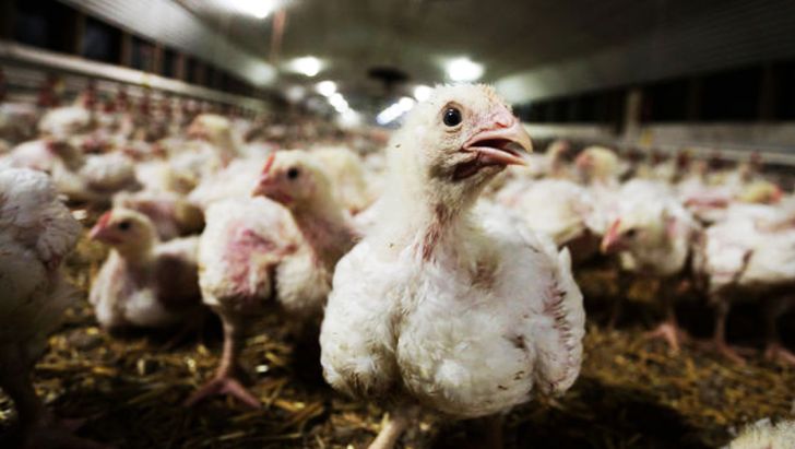 دلایل افزایش قیمت مرغ و تامین نهاده‌ها با حضور وزیر جهاد کشاورزی بررسی می‌شود