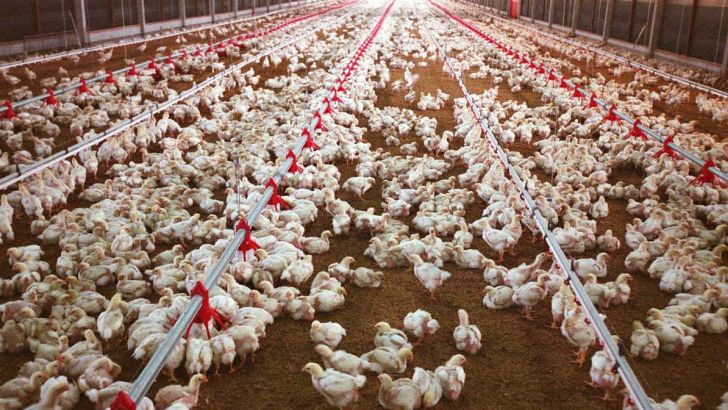  نحوه توزیع نهاده‌های مورد نیاز واحد‌های تولیدی مرغ تخم‌گذار تعیین شد