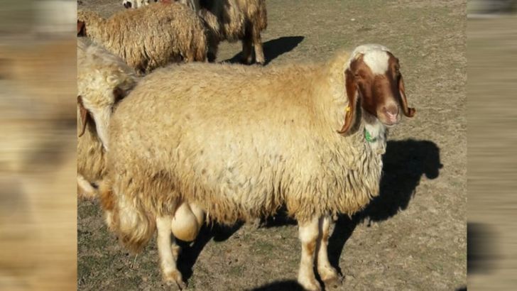 تولید نسل جدید گوسفند بومی در کرمانشاه