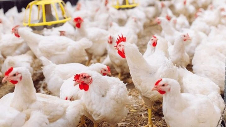 خرید نهاده های دامی با قیمت بالا دلیل افزایش قیمت مرغ