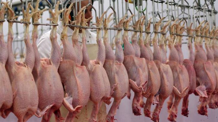خط تولید مرغ استاندارد برای صادرات به عراق باید راه‌اندازی شود