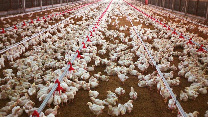 کاهش 6.5 درصدی شاخص قیمت تولیدکننده مرغداری‌های صنعتی