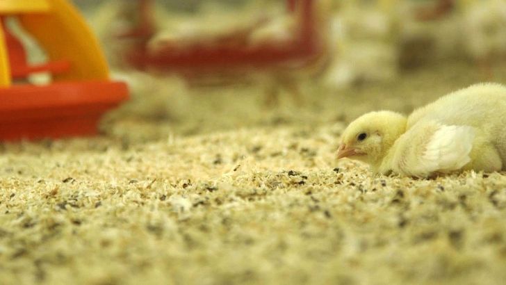 کاهش مصرف نهاده‌های دامی با اجرای طرح ملی تولید مرغ گوشتی سایز