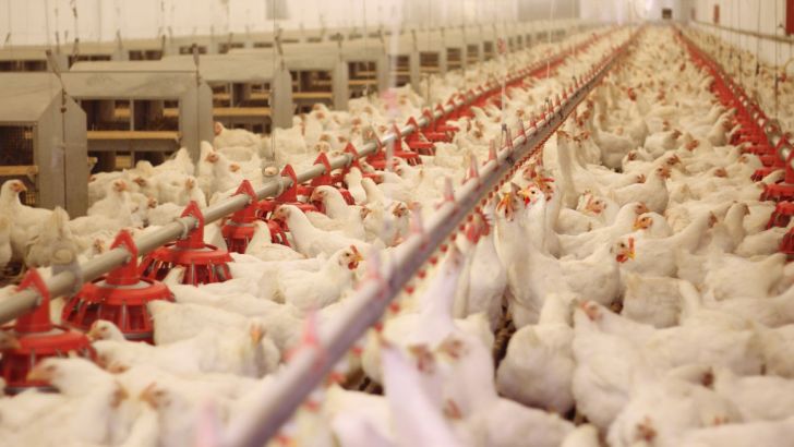 احتمال کاهش تولید گوشت مرغ