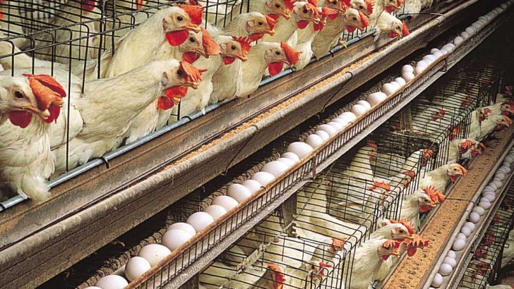 تغییر جیره غذایی طیور!