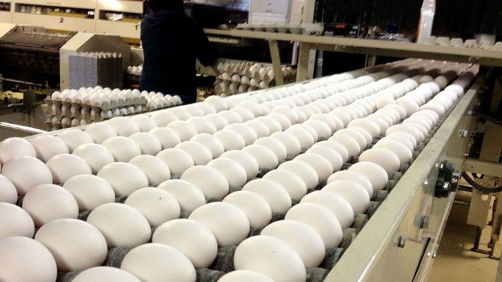  حذف تعرفه صادرات راهی برای کاهش زیان مرغداران